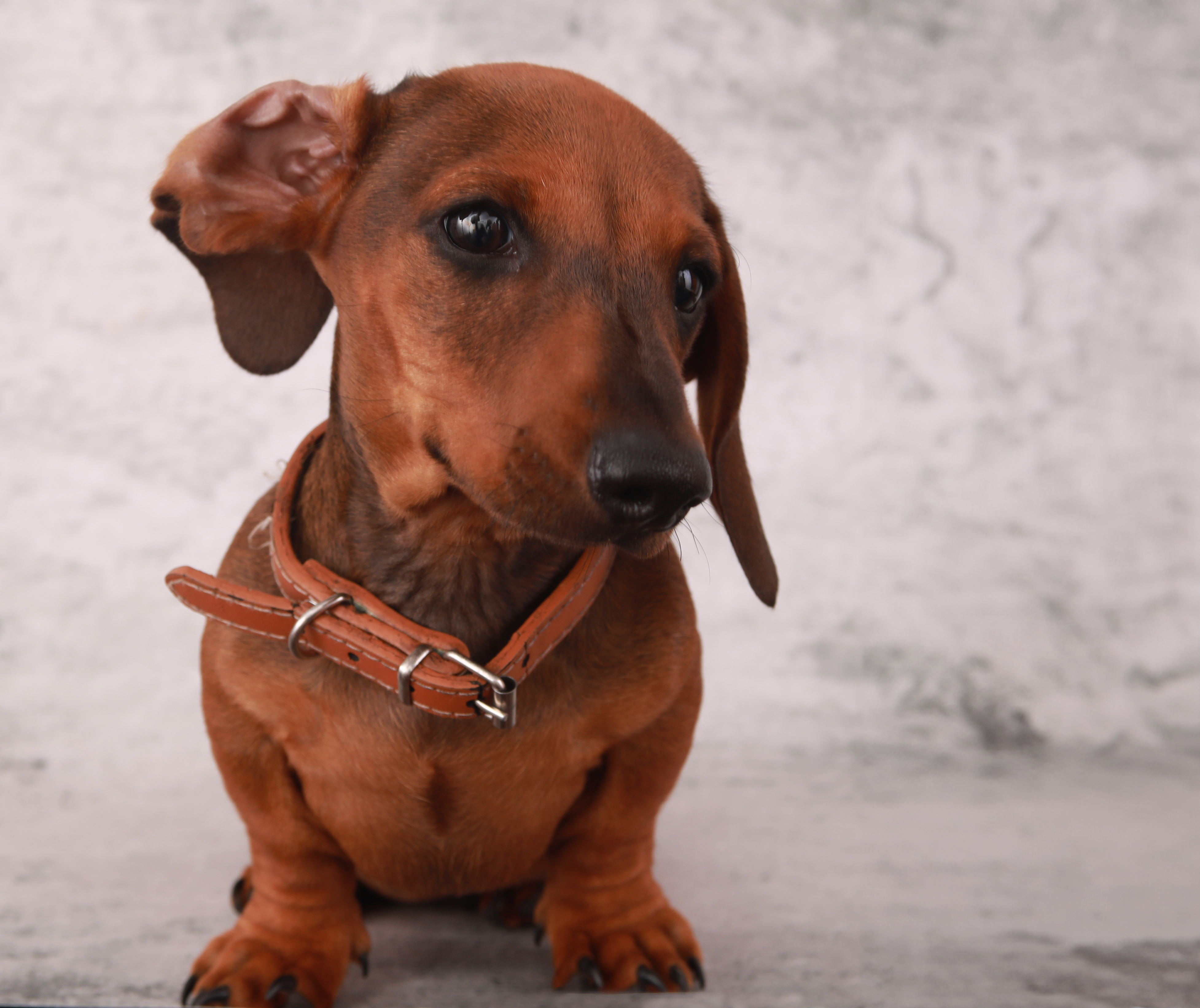 best pet photographer