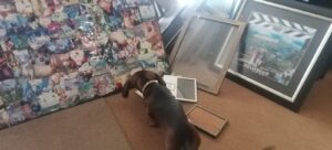 Zeke looking at the photos